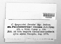 Pucciniastrum circaeae image